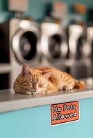 A stray cat relaxes on the counter of a laundromat, listening to the machines as it ignores the small no pets allowed sign. The warm atmosphere adds a quirky touch to this urban moment photo