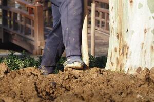 Person digging soil next to tree in a garden setting photo