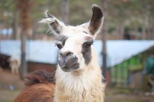 Llama poses for visitors at an outdoor animal sanctuary photo