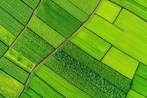Plant-based ethics concept. Aerial view of vibrant green rice fields, showcasing a patchwork of textured patterns and lush vegetation. photo