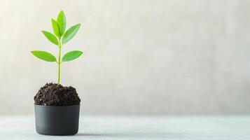 Growth mindset habits concept. A small green plant grows in a black pot on a light surface. photo