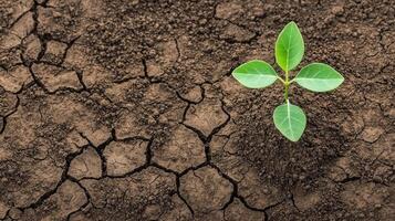Growth mindset adaptability concept. A small green plant grows from dry, cracked soil, symbolizing resilience and hope. photo