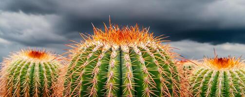 Desert and cactus seasonal concept. Cacti with vibrant spines against a dark, stormy sky backdrop. photo