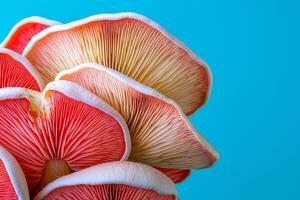 A vibrant close-up of pinkish mushrooms displaying intricate gills against a bright blue background. photo