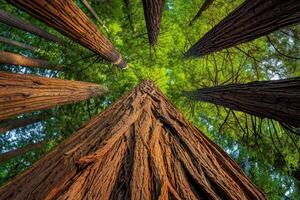 A stunning view of towering trees from below, with lush green foliage overhead, showcasing nature's grandeur. photo