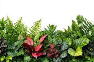 A vibrant collection of assorted green plants and foliage, showcasing a variety of textures and colors against a white background. photo