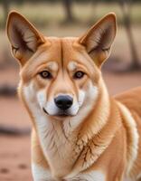 Close up of male dingo with alert eyes and fur texture in tranquil outback backdrop photo