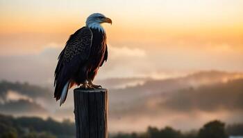 Bald Eagle Perched on a Weathered Post, Overlooking a Misty Valley at Dawn with Golden Light on Its Feathers photo