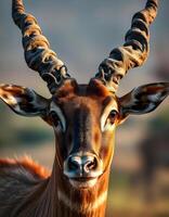 Antelope with angular face and twisted horns captured in tranquil savannah environment photo