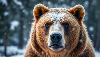 Brown bear close up with snowflakes on fur, piercing eyes, pine trees in a cold, snowy backdrop photo