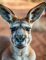 Close up of a male kangaroo with his large, pointed ears and a serious expression The texture of his fur and the detail in his eyes are sharply focused against a softly blurred outback background photo