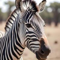 Portrait of a zebra, capturing the bold contrast of its striped coat, focused gaze, and soft, golden savannah lighting in the background photo