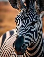 Detailed Close up of a Female Zebra with Expressive Eyes and Bold Stripes photo