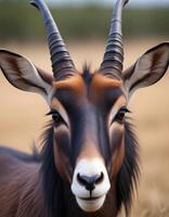 Extreme close up of a female sable antelope with elegant horns and dark fur photo