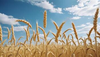 Sun kissed wheat field swaying gently under the open sky photo