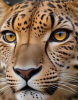 Leopards mesmerizing eyes in sharp focus, with her distinctive coat fading into a blurred background photo