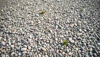 Wide shot of a gravel texture background featuring a mix of light and dark stones, with small plants growing between the gravel, creating a natural look photo