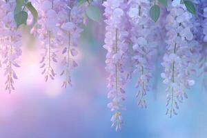 Wisteria flowers in soft color and blur style for background. photo