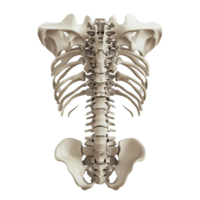A human skeleton with a lower back and back facing the camera isolated on transparent background png