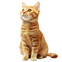 Adorable Tabby Kitten Sitting and Looking Curiously on White Background png