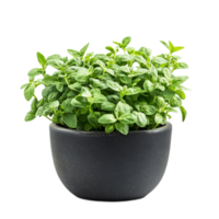 Aromatic Herb Plants Growing in a Black Planter on a White Background png