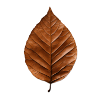 Close up of a beautiful rusty brown autumn leaf with intricate natural patterns and textures png
