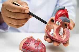 Cardiovascular disease CVD, doctor with heart photo