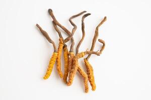 Cordyceps sinensis or Ophiocordyceps sinensis isolated on white background, photo