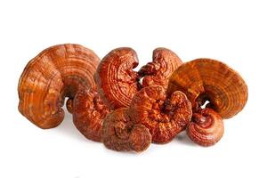 Lingzhi or Reishi mushroom photo