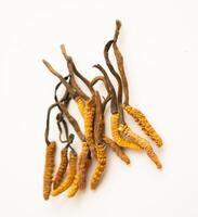 Cordyceps sinensis or Ophiocordyceps sinensis isolated on white background, mushroom photo