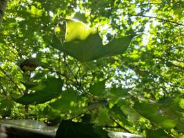 Leaves from a tree slip through the window of the institute photo