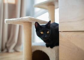 A black cat is resting in a cat house with a scratching post, creating a cozy atmosphere. Perfect for themes about pets, cat care, comfort, and a safe space for animals. photo