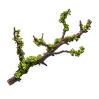 Moss-covered branch transparent background png