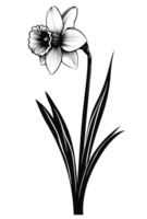 Monochrome daffodil illustration transparent bg png