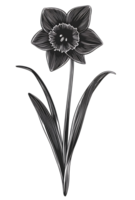 Monochrome daffodil illustration png