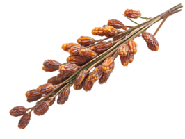 Dates on the branch, isolated on black background png