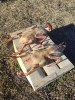 Peeled ducks without feathers, ready for cooking in the village on a box photo