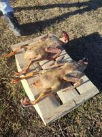 Peeled ducks without feathers, ready for cooking in the village on a box photo