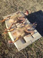 Two Ducks that are Prepared for Cooking on a Wooden Plank Await the Chefs Attention photo