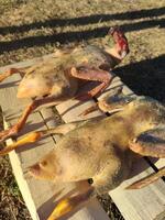 Two Ducks that are Prepared for Cooking on a Wooden Plank Await the Chefs Attention photo