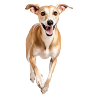 Energetic Greyhound Running Joyfully in Front of png