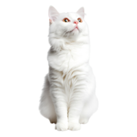 Majestic white cat with striking features looking upwards in bright light png