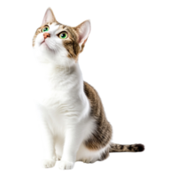 Adorable Domestic Cat Looking Up with Green Eyes and Soft Fur png