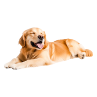 Happy Golden Retriever Relaxing Sunny Day with a Joyful Expression png