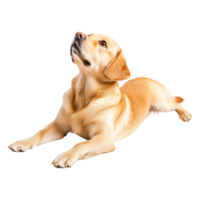 Adorable Labrador Retriever Puppy Looking Up with Curious Expression png