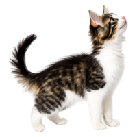 Playful Tabby Cat with Beautiful Fur Looking Up Against a png