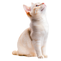 Curious White Cat With Colorful Eyes Looking Upwards in Bright Environment png