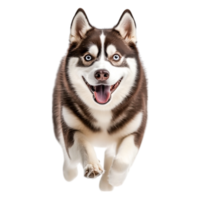 Happy Siberian Husky Running with Joy in a Bright Outdoor Setting png