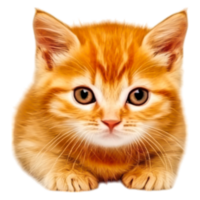 Orange Tabby Kitten with Striking Eyes in a Playful Pose png