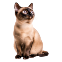 Beautiful Siamese Cat Looking Up with Curious Expressind Soft Fur png